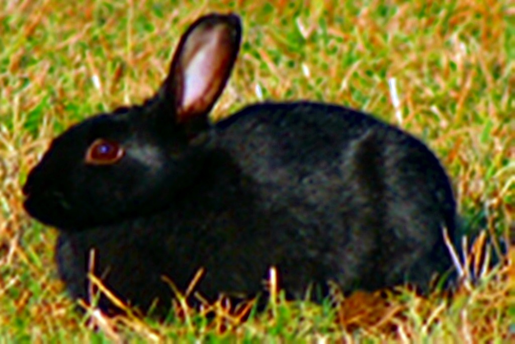 How a Stray Rabbit was Rescued after Months on the Streets hubpages