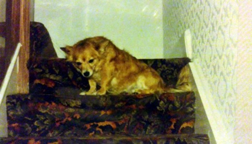 My dog Susie - waiting patiently for me on the staircase when I arrived home with a rabbit in the early hours of the morning.