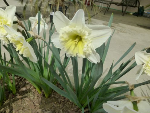 Daffodils along the way