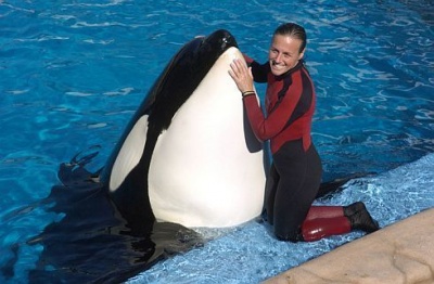 Trainer Dawn Brancheau and Tilikum before her death in 2010. 