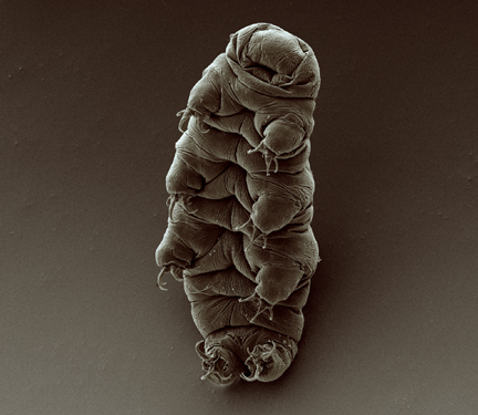 Scanning electron micrograph of an adult tardigrade (water bear).