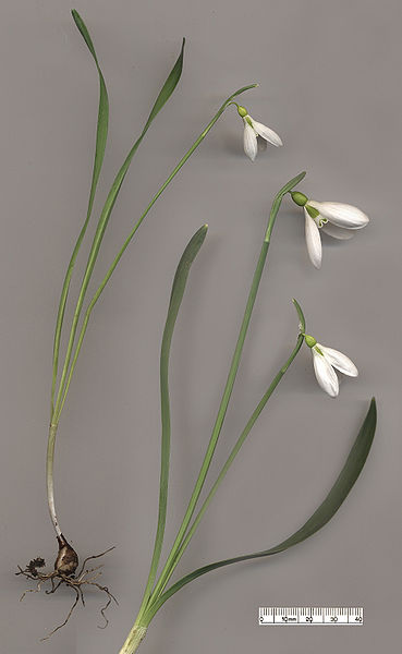 This is a direct scan, which which the artist did himself, from bulbs of two different clones of Galanthus gracilis