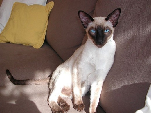 photo of a siamese cat by Yannbee