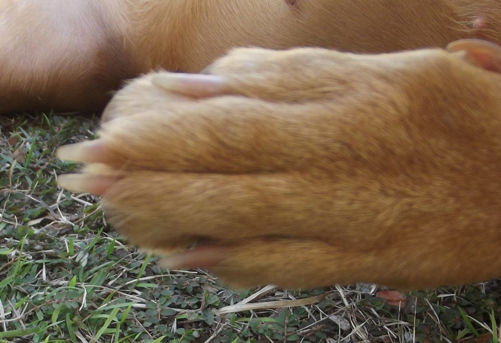 Dog Paw Swollen between Toes
