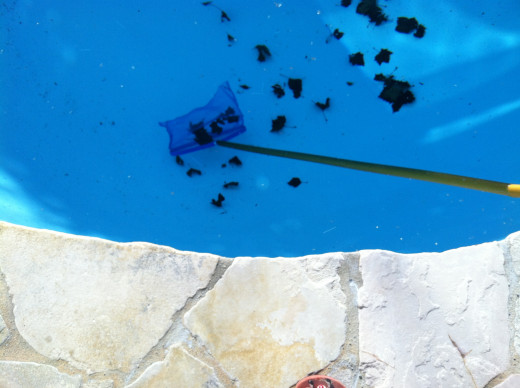 Four Signs That You Should Fire Your Pool Guy HubPages