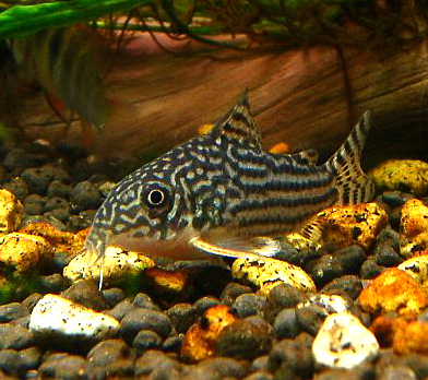 Corydoras are among the most popular bottom-dwelling fish with dozens of readily-available varieties on the market