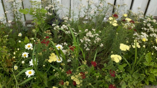 Yarrow inter-planted with Daisy in cottage garden