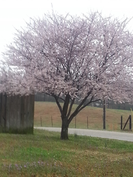 While driving around my neighborhood, I saw signs of new life everywhere, although the large trees still have no leaves.