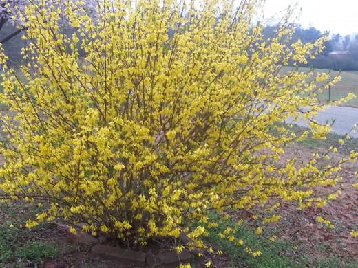 I saw this bright yellow bush while driving around my neighborhood. I do not know the name of it.