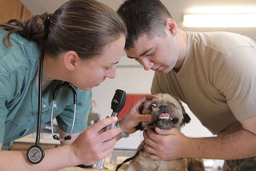 Regular veterinarian checkups may help detect developing health conditions such as liver disease 