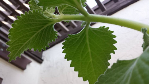 Under the oregano, the tallest branch. The white, soft, very tiny hairs can be seen on the stem.