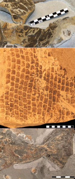 a study on the life and importance of leatherback sea turtle Education rainbow: kid-friendly turtle resources kid-friendly resources for the study of sea academic kids has information on the leatherback sea turtle with. a study on the life and importance of leatherback sea turtle Education rainbow: kid-friendly turtle resources kid-friendly resources for the study of sea academic kids has information on the leatherback sea turtle with.