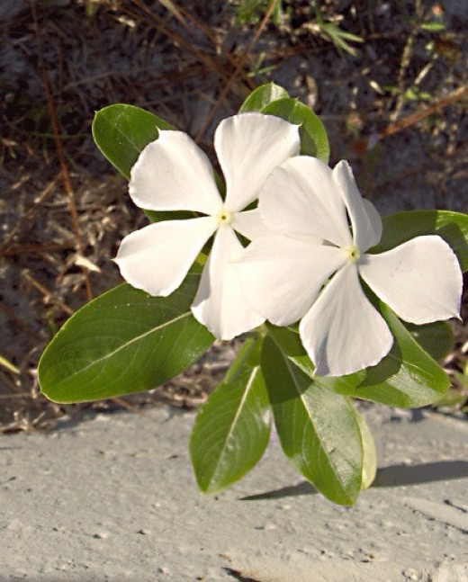 Medicines From Plants Vinblastine, Vincristine, and Ldopa HealDove