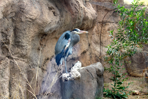 Great blue heron showing a little leg.