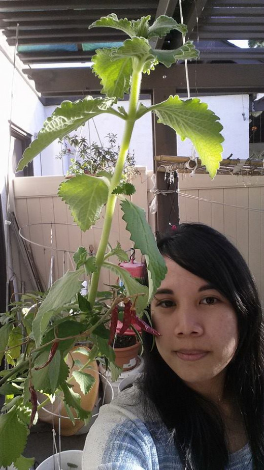 Next to the oregano's tallest branch. 