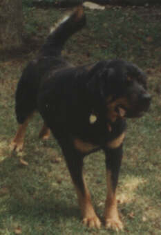 Roper