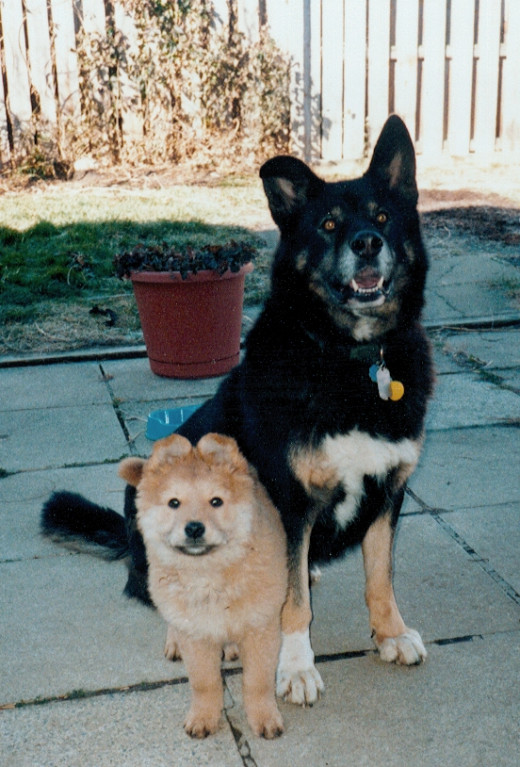 Big Dog and Sheila