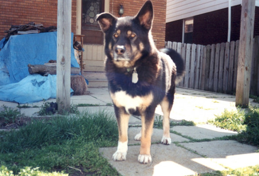Big Dog