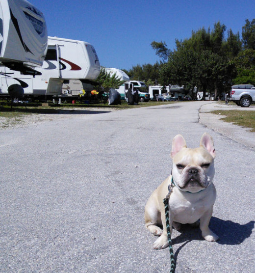 Teddy's ready to give you a tour of the campgrounds