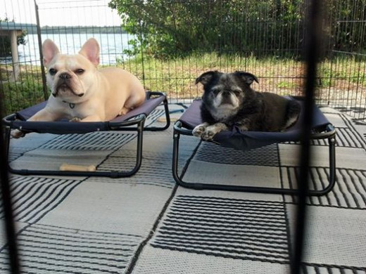 Teddy and Roc (Brussels Griffon) in their exercise pen. With cots, of course!