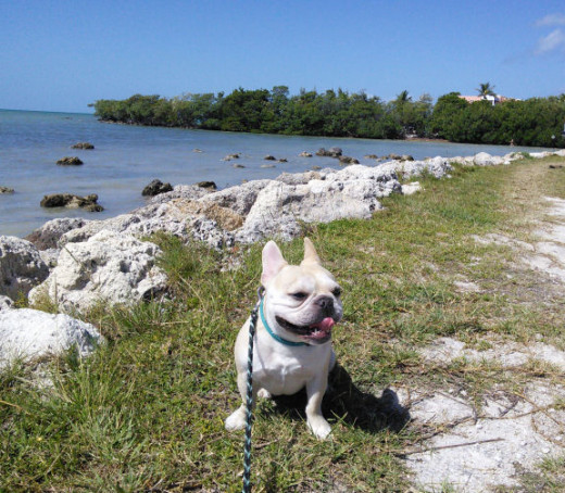 Teddy enjoying the sunshine and ocean breezes.