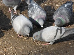 Garden Birds: In Defence Of Pigeons