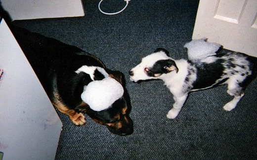 Buster (pictured after bath time when Blue was a puppy) was growing old and was a little grumpy with the younger dogs.