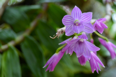 These are gorgeous.  Orchidaceae - Dendrobium Kuniko 'Tower Grove' AM/AOS.  