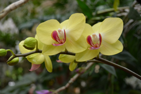 These buttery yellow with some pretty color in the middle, are lovely.  Phalaenopsis Fortune Saltzman - Orchidaceae