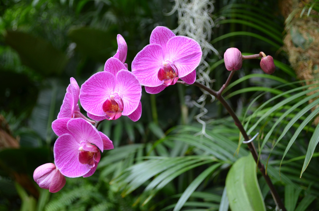 Beautiful Orchids from an Orchid Show | HubPages