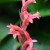 Stenosarcos Vanguard Orchids - 'Red Stripe' - Orchidaceae.