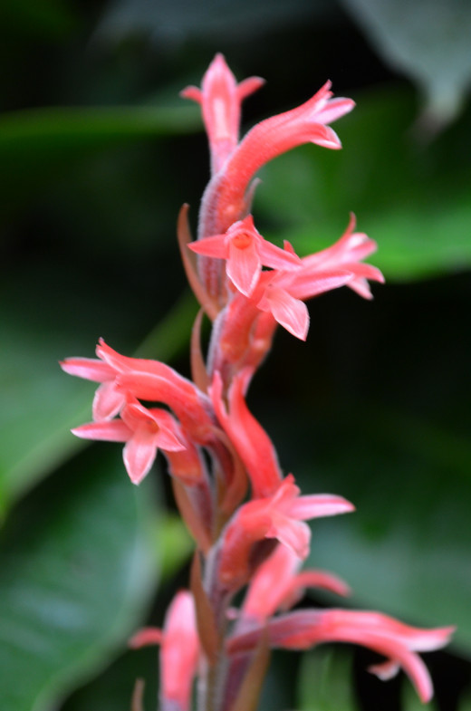 Stenosarcos Vanguard Orchids - 'Red Stripe' - Orchidaceae.