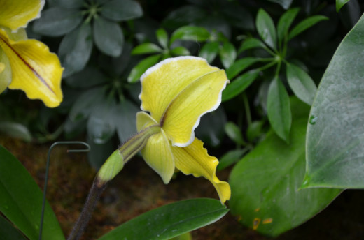 Back side view of Paphiopedilum - Little Egypt Orchid.