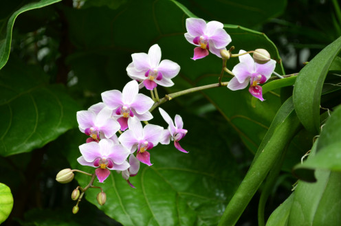 These were some of my favorite, and no surprise when I saw the name, Cloud of buttterlies!  Phalaenopsis - Orchidaceae