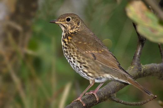 Song thrushes get up early, and are one of the first contributors to the dawn chorus.