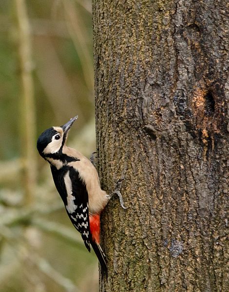 Many people think that the great spotted woodpecker's rapid drumming sound is made by the bird excavating a hole: in fact, it's purely to sound a territorial beat, equivalent to a song.