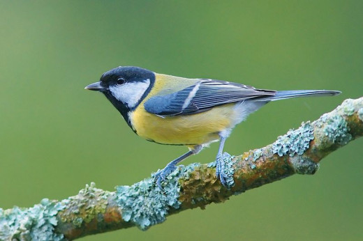 Studies of great tit behaviour at dawn have given us a few clues, as to why birds engage in a dawn chorus.