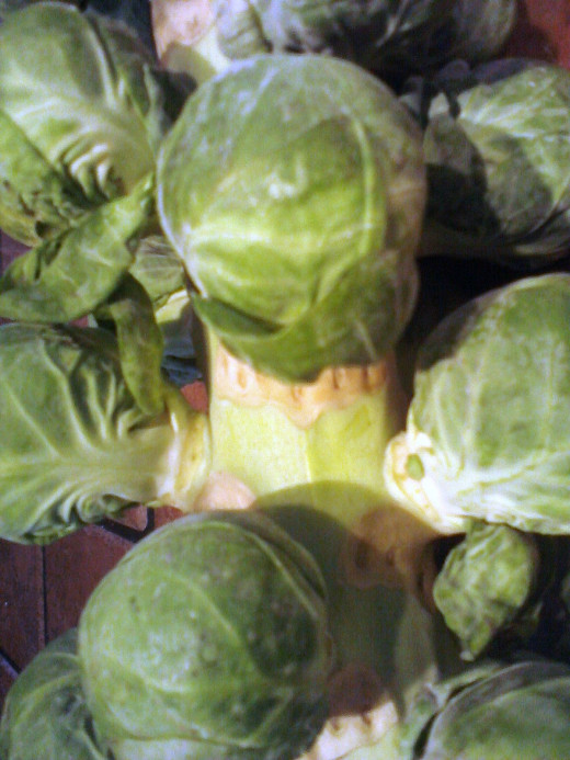 Brussels sprouts on the stem