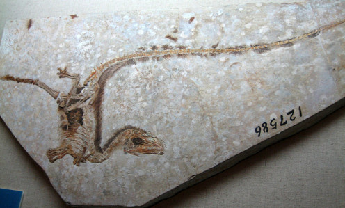 Sinosauropteryx type specimen. Note the banded tail.