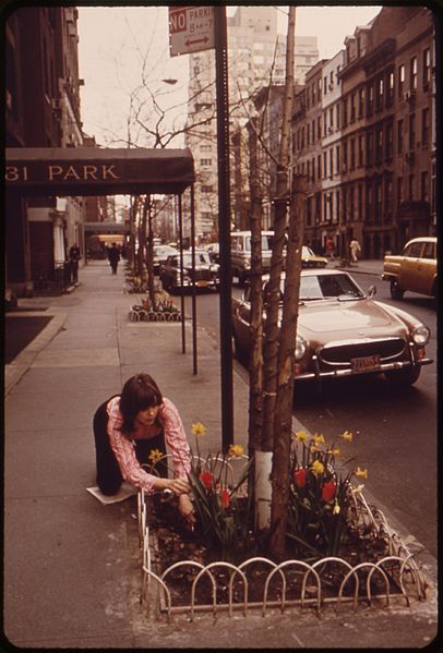 Women taking care of Daffodils along a street in the inner city.
