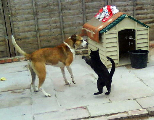 Harley playing with one of the dogs, Happy Buster, in the back garden, only a few weeks before Harley's collapse.