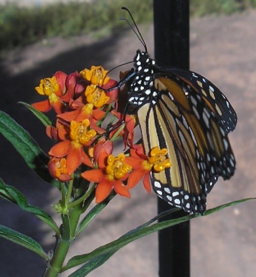 Feeding on Milkweed flowers