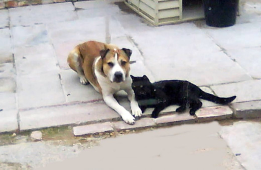 Harley with his canine pal, Happy Buster, relaxing in my back garden in the summer.