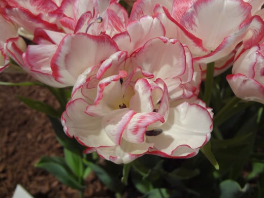Tulip "Belicia"