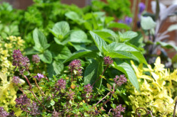 Growing an Indoor / Windowsill Potted Herb Garden