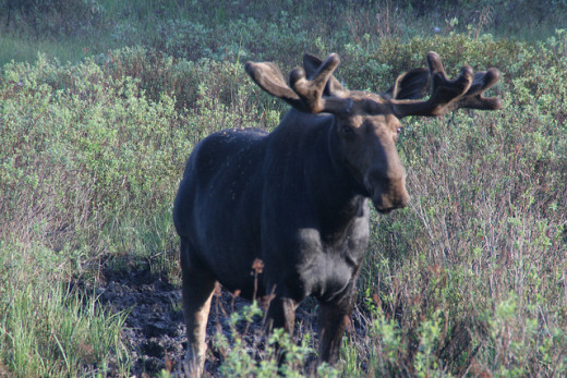 The average weight of a male moose (also called a bull) is approximately 1100 pounds and they stand as tall as a horse!