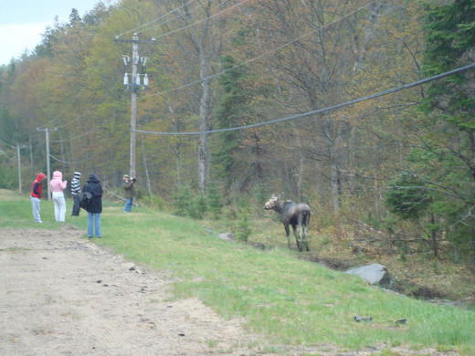 Moose sightings along the highway 60 in Algonquin Park are a common occurrence. It is possible to get this close to a wild moose in Algonquin. Always be respectful of the wildlife.
