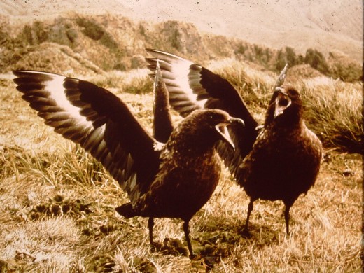 Deadly scavengers.  These are fierce birds and give other subAntantarctic wildlife a hard time.