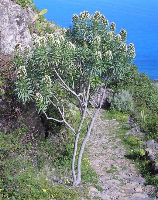 Echium giganteum in Barranco de Ruiz