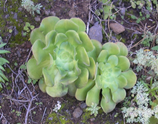 Aeonium canariense